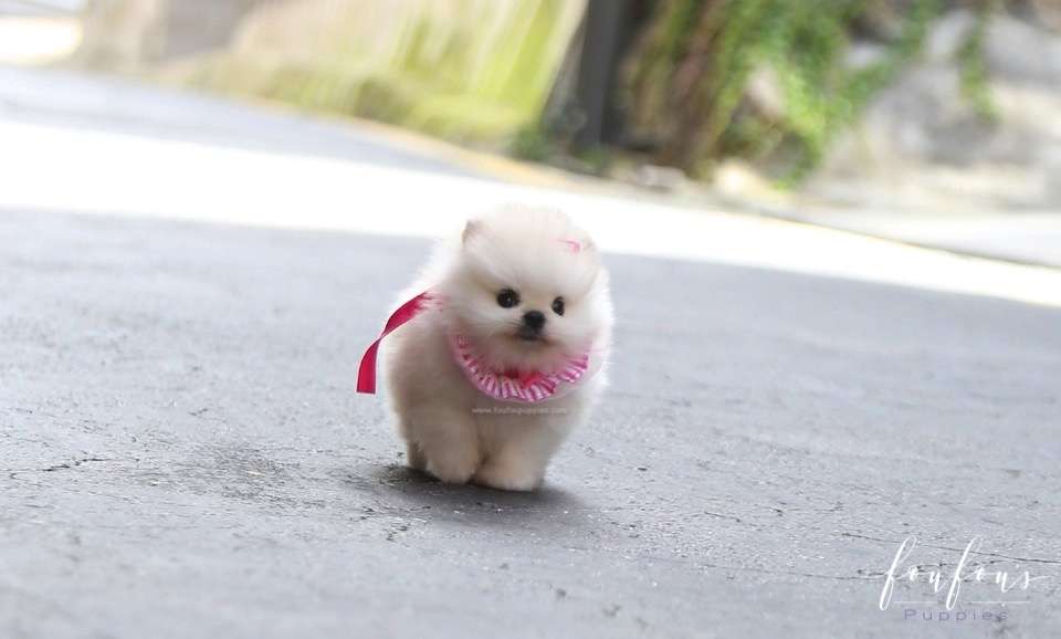 Cotton Candy - Pomeranian F.