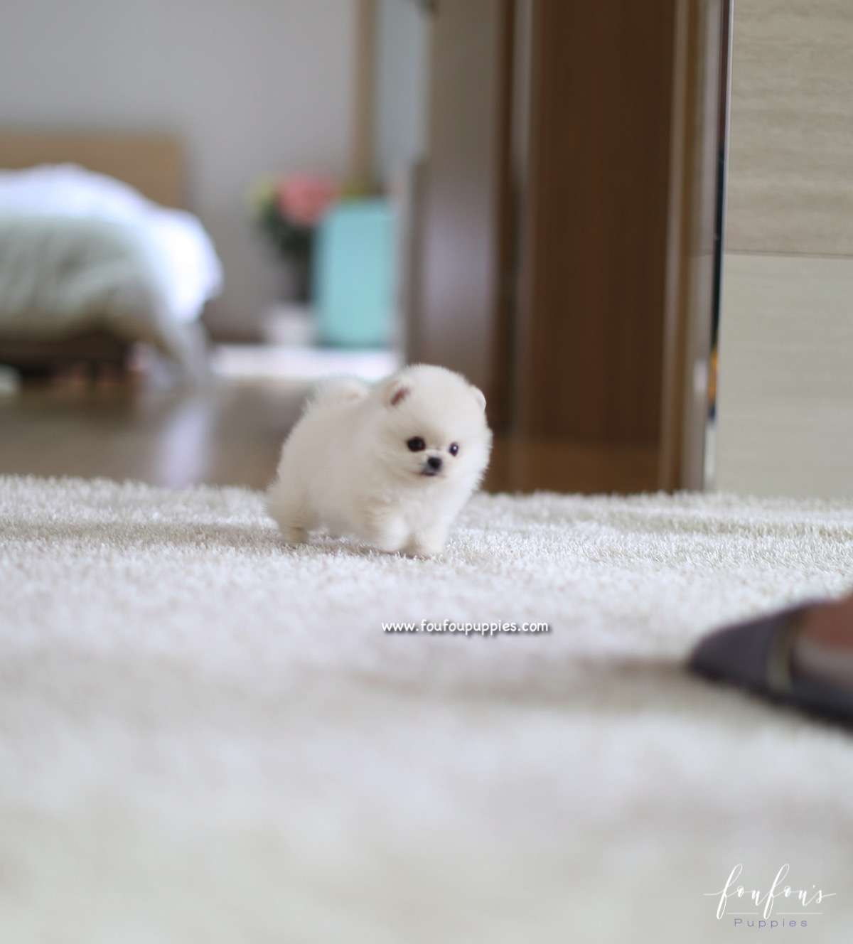 Cotton Candy - Pomeranian F.