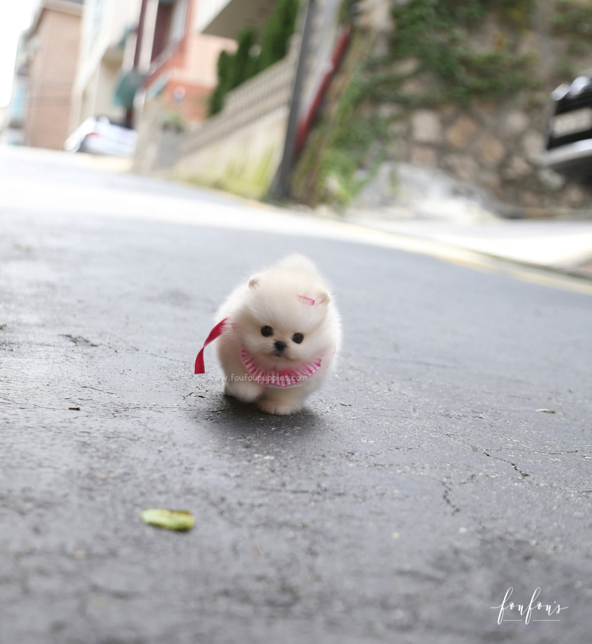 Cotton Candy - Pomeranian F.