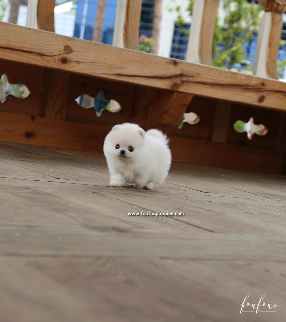 Cotton Candy - Pomeranian F.