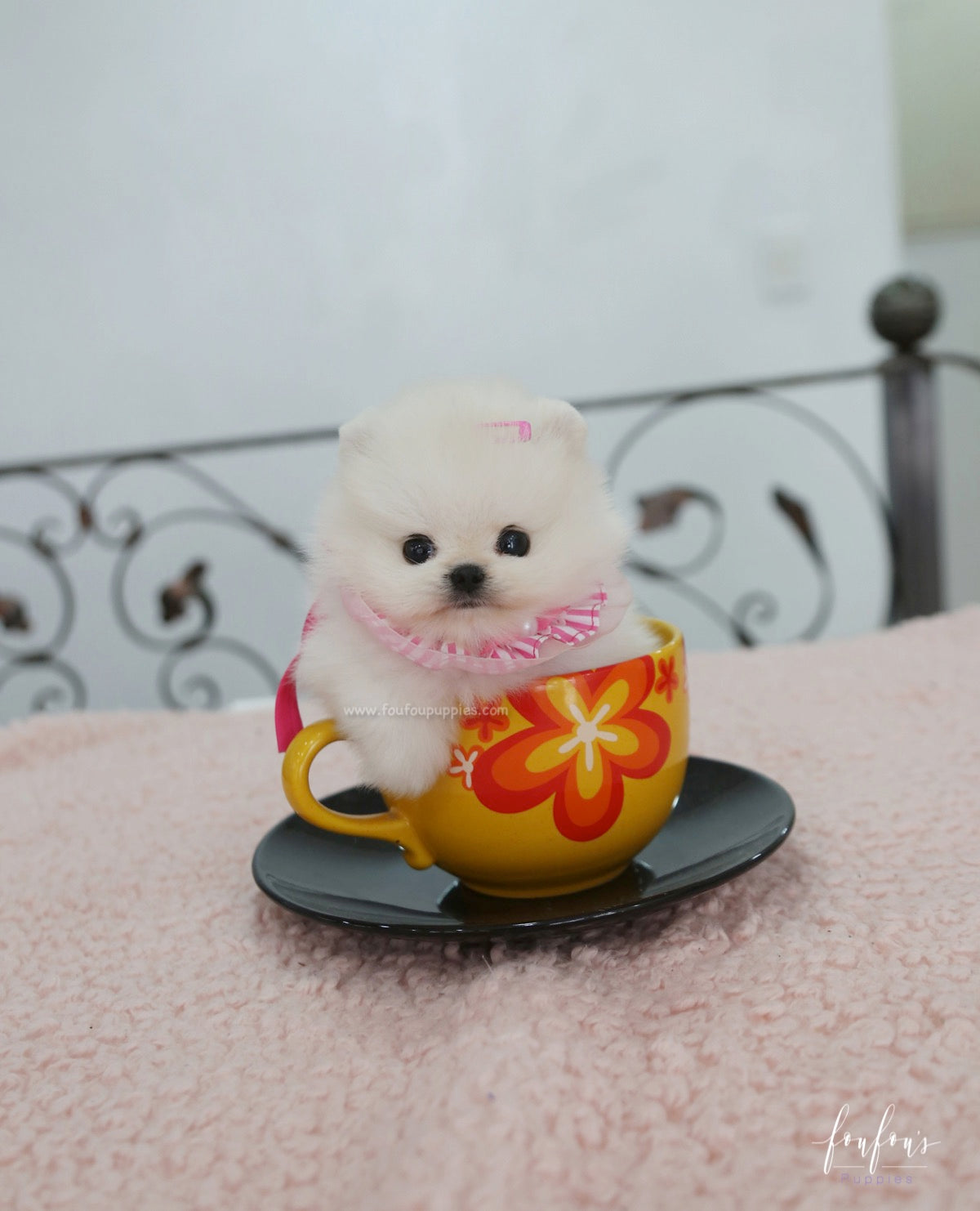 Cotton Candy - Pomeranian F.