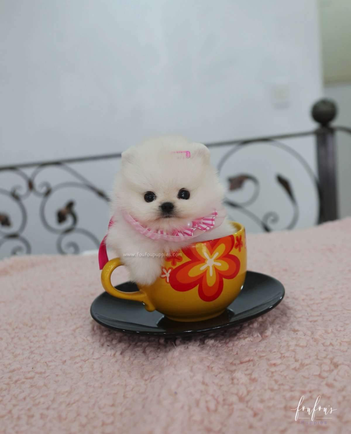 Cotton Candy - Pomeranian F.