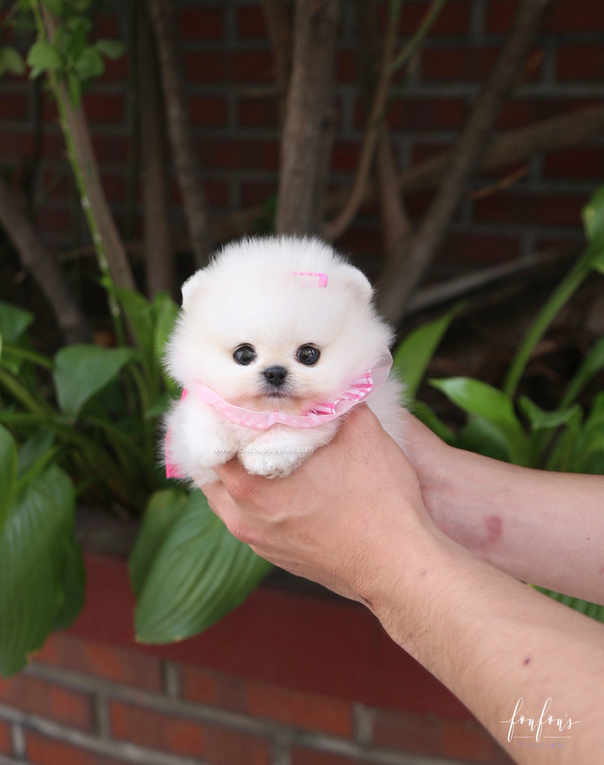Cotton Candy - Pomeranian F.