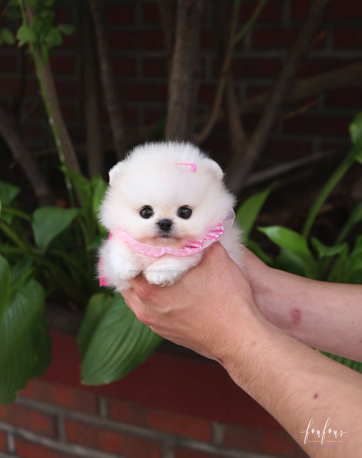 Cotton Candy - Pomeranian F.