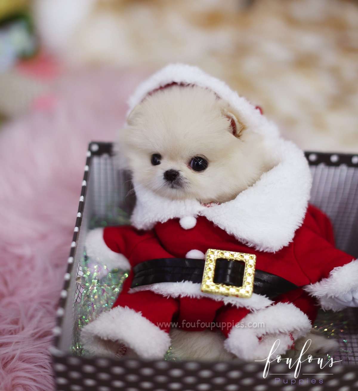 Venice - Pomeranian F.