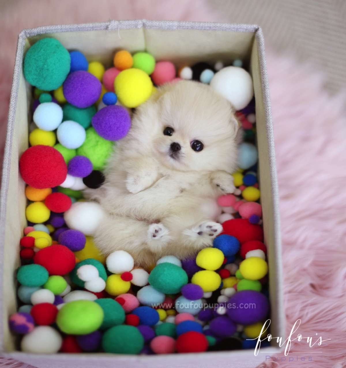 Venice - Pomeranian F.