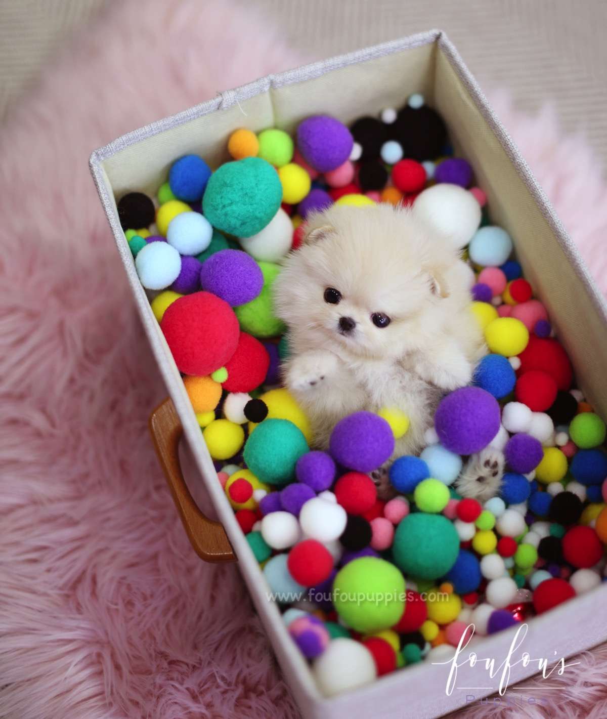 Venice - Pomeranian F.
