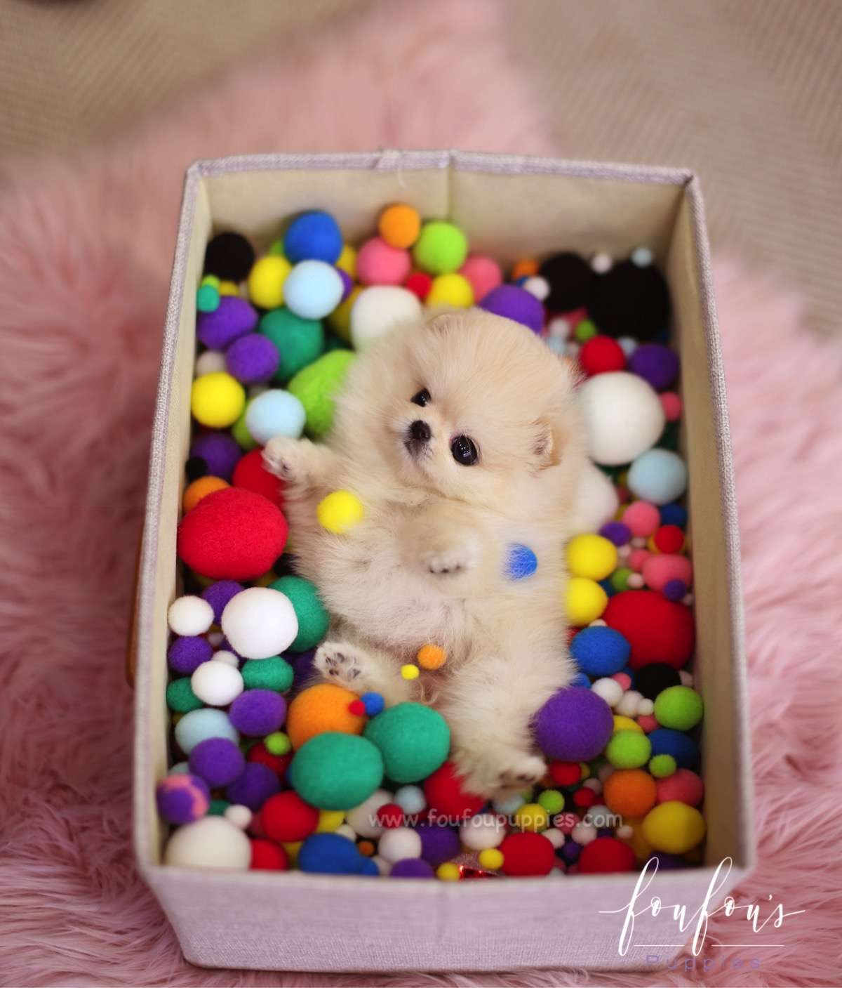 Venice - Pomeranian F.