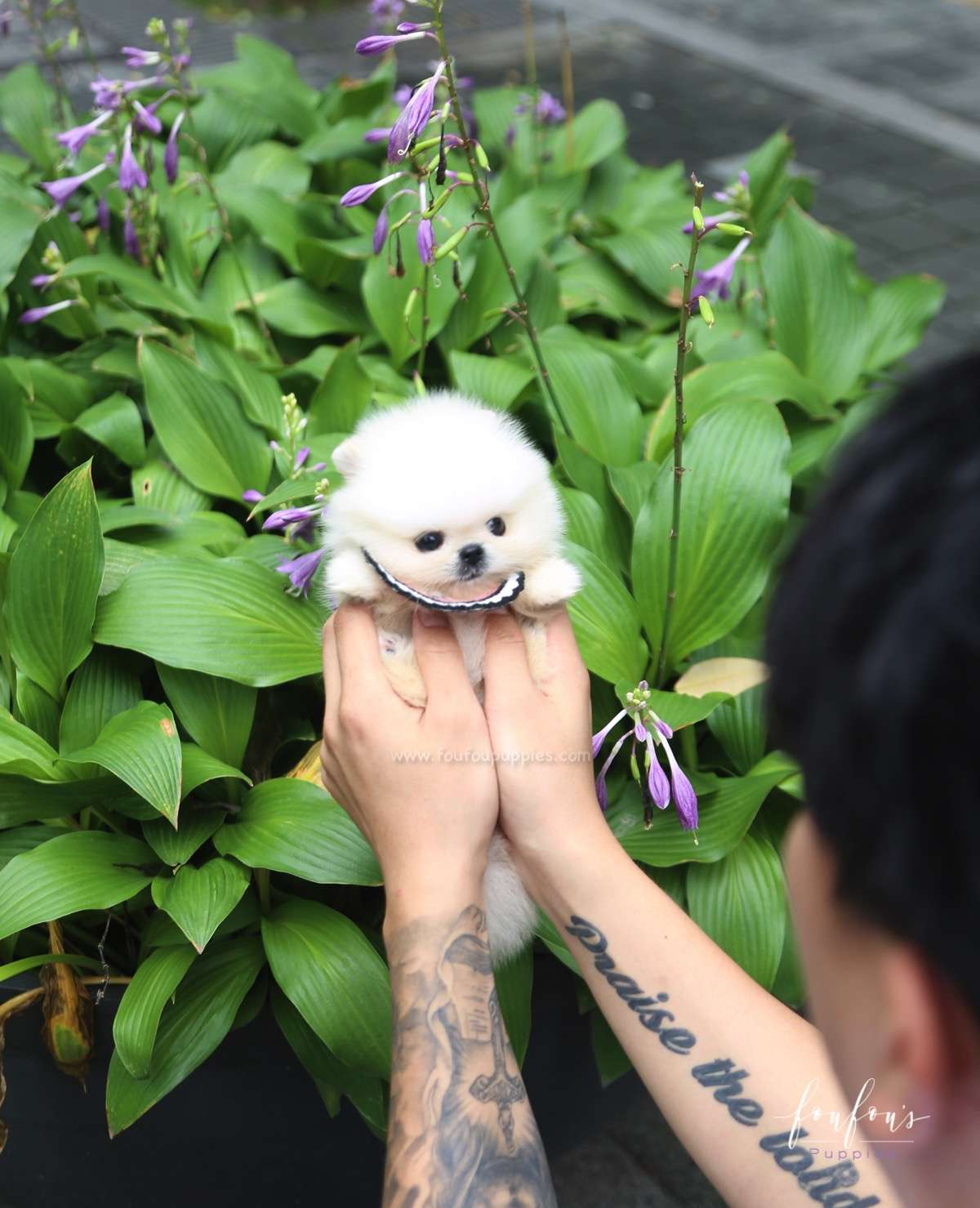 Crème Caramel - Pomeranian F.