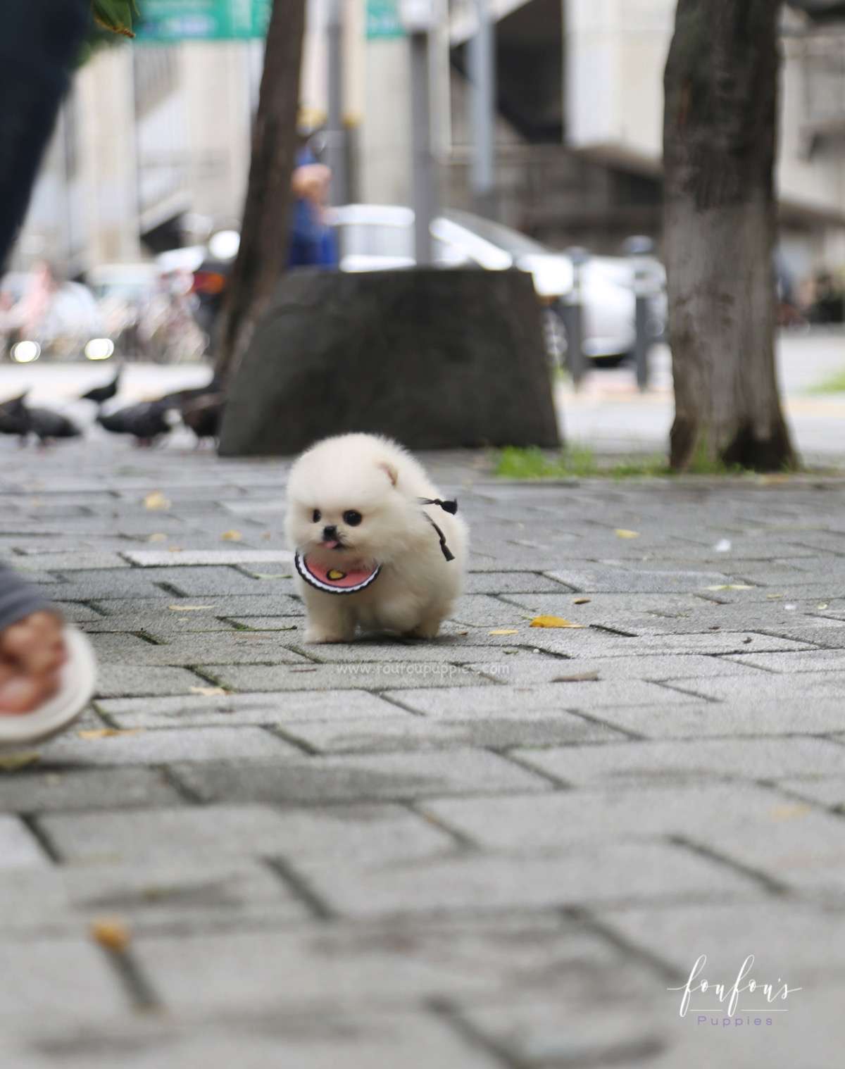 Crème Caramel - Pomeranian F.