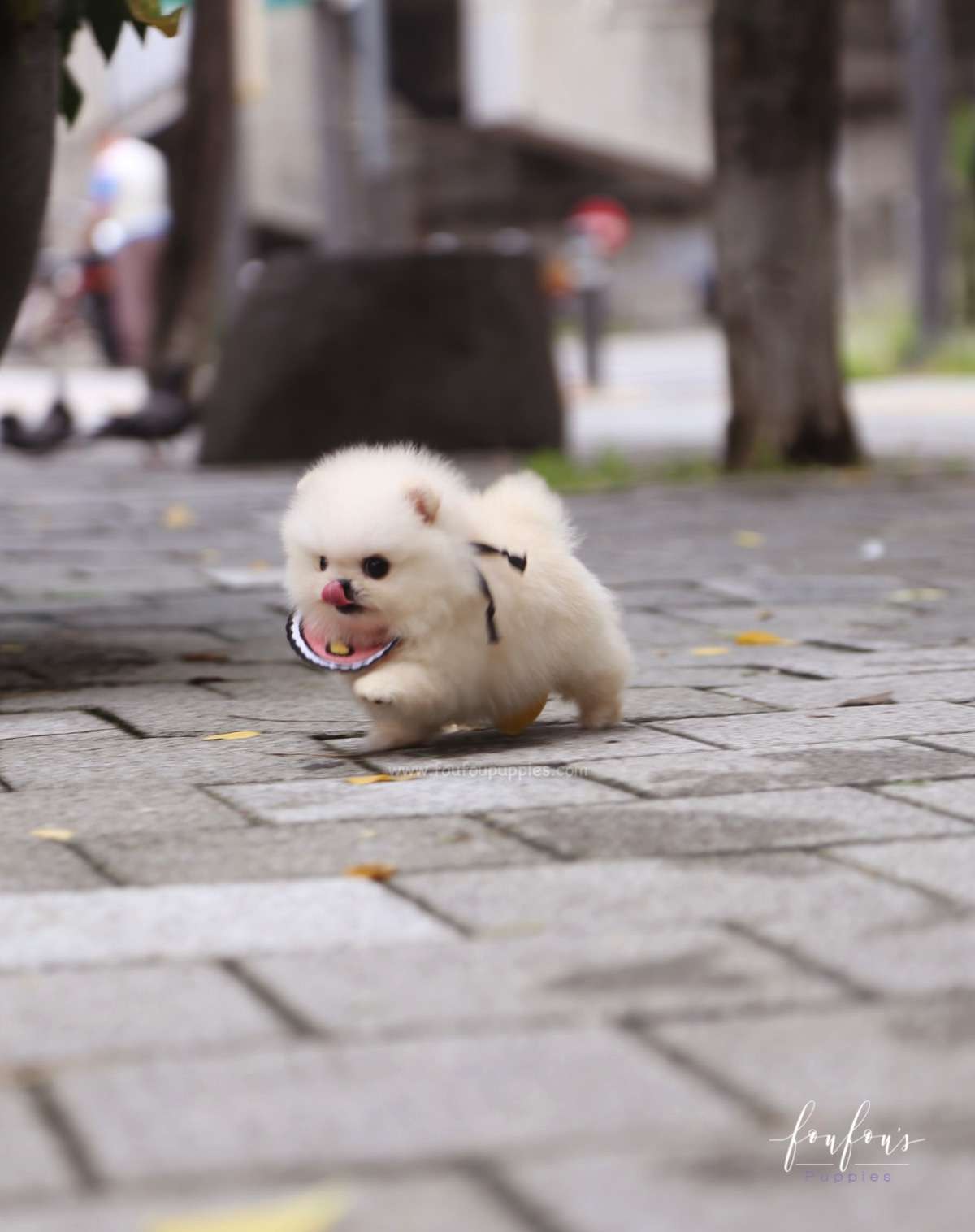 Crème Caramel - Pomeranian F.