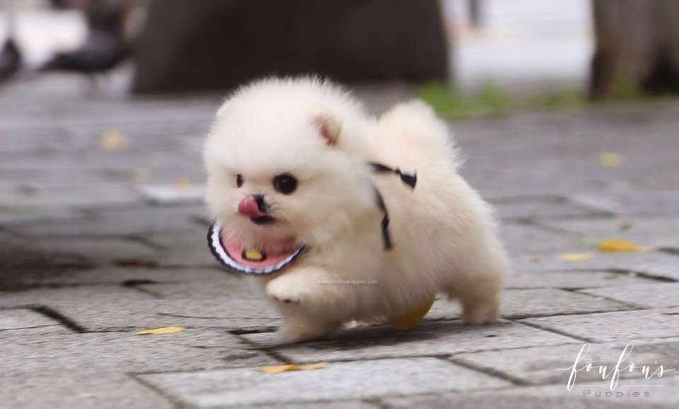 Crème Caramel - Pomeranian F.