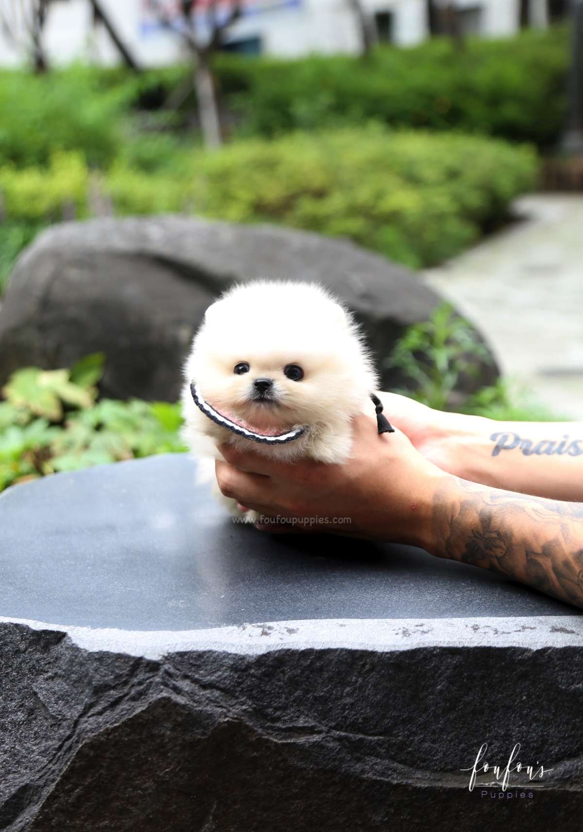 Crème Caramel - Pomeranian F.