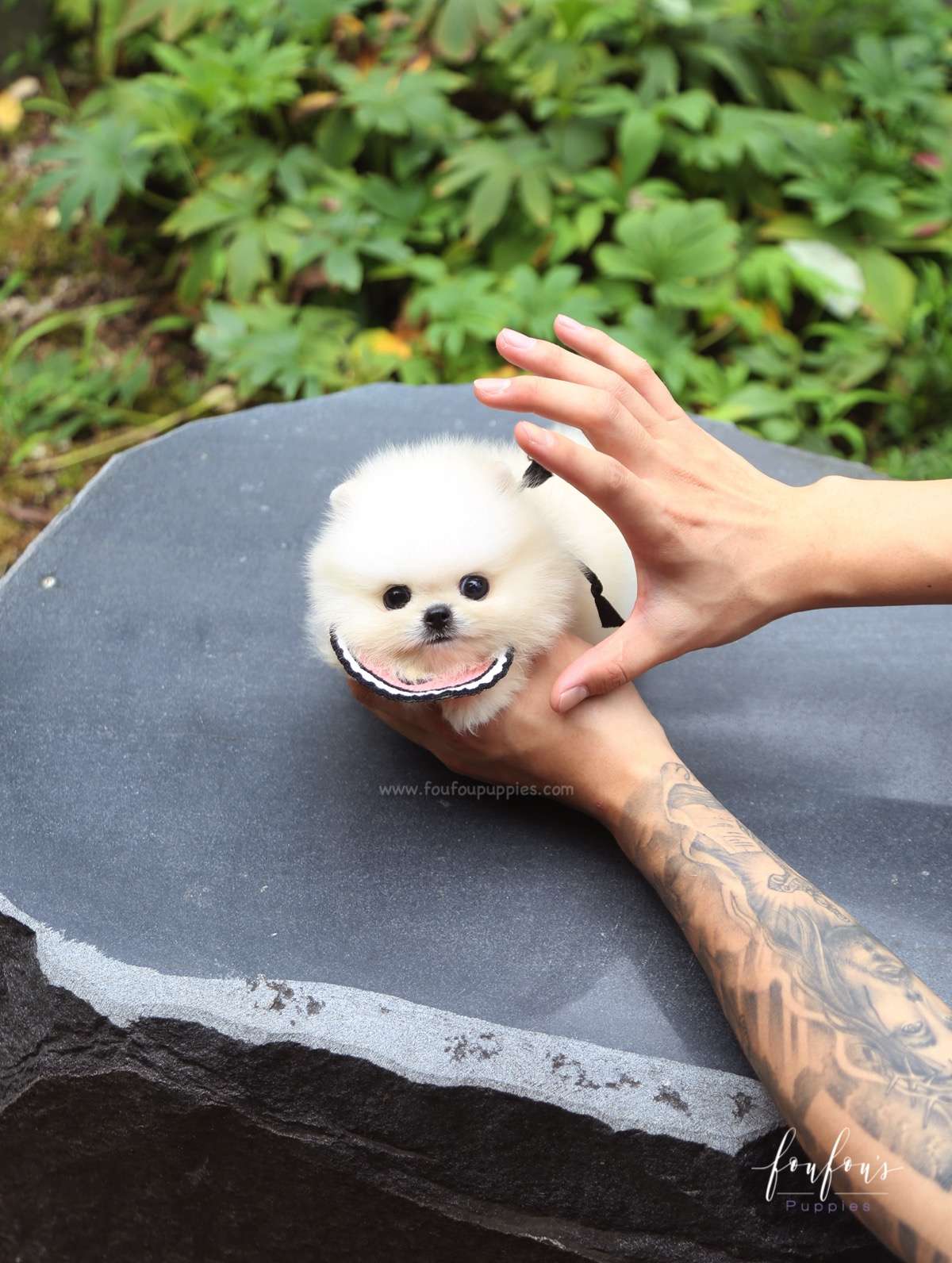 Crème Caramel - Pomeranian F.