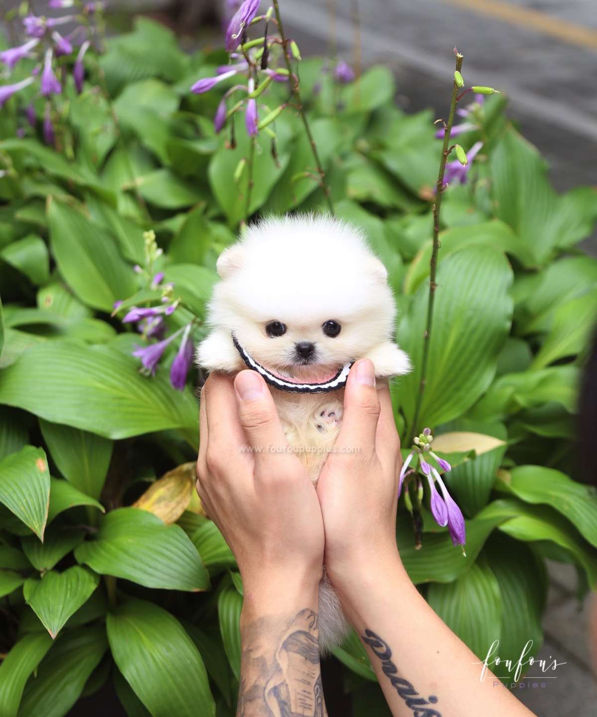 Crème Caramel - Pomeranian F.