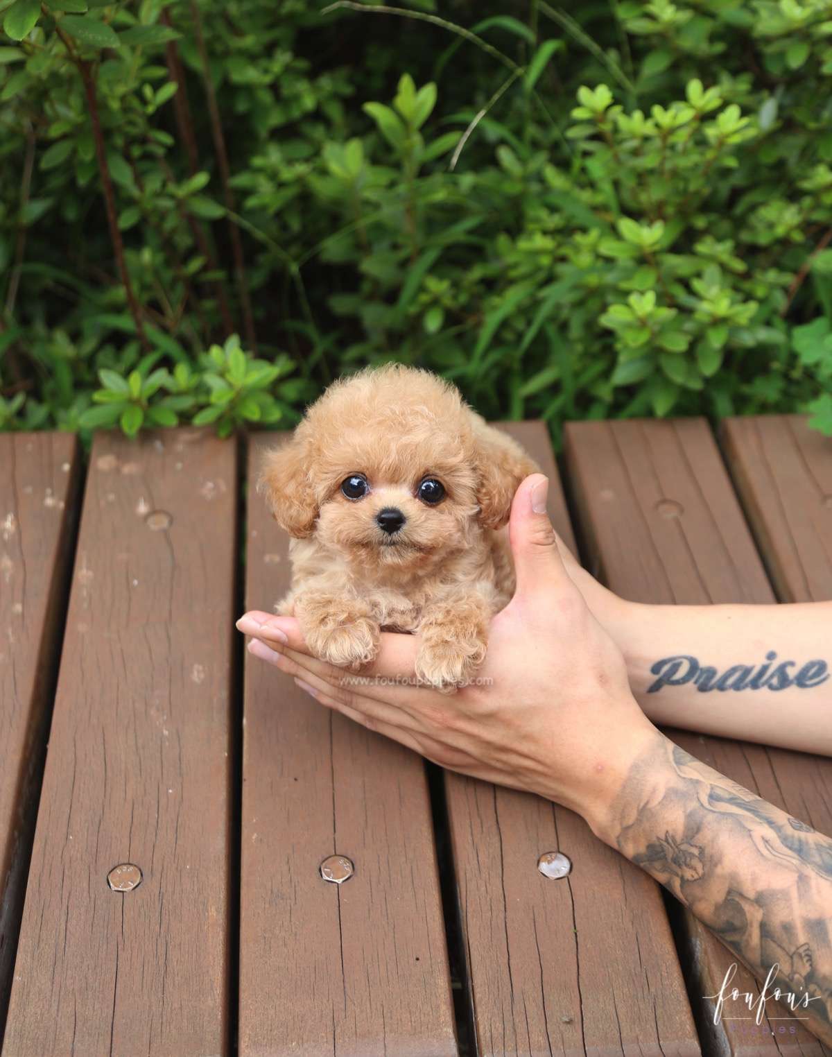 Daisy - Poodle F.