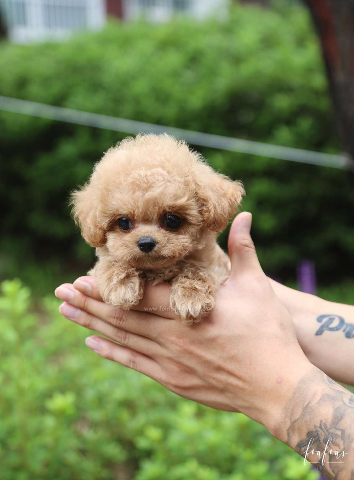 Daisy - Poodle F.