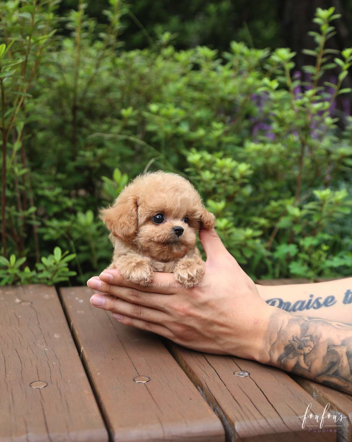 Daisy - Poodle F.