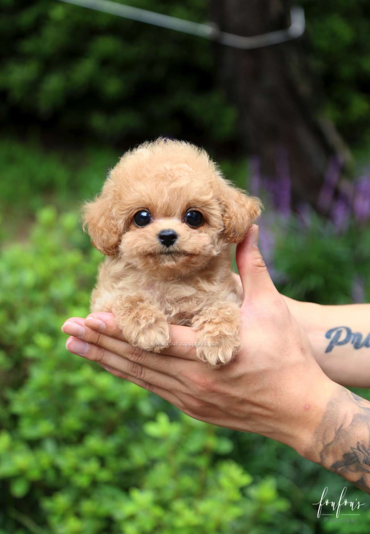 Daisy - Poodle F.