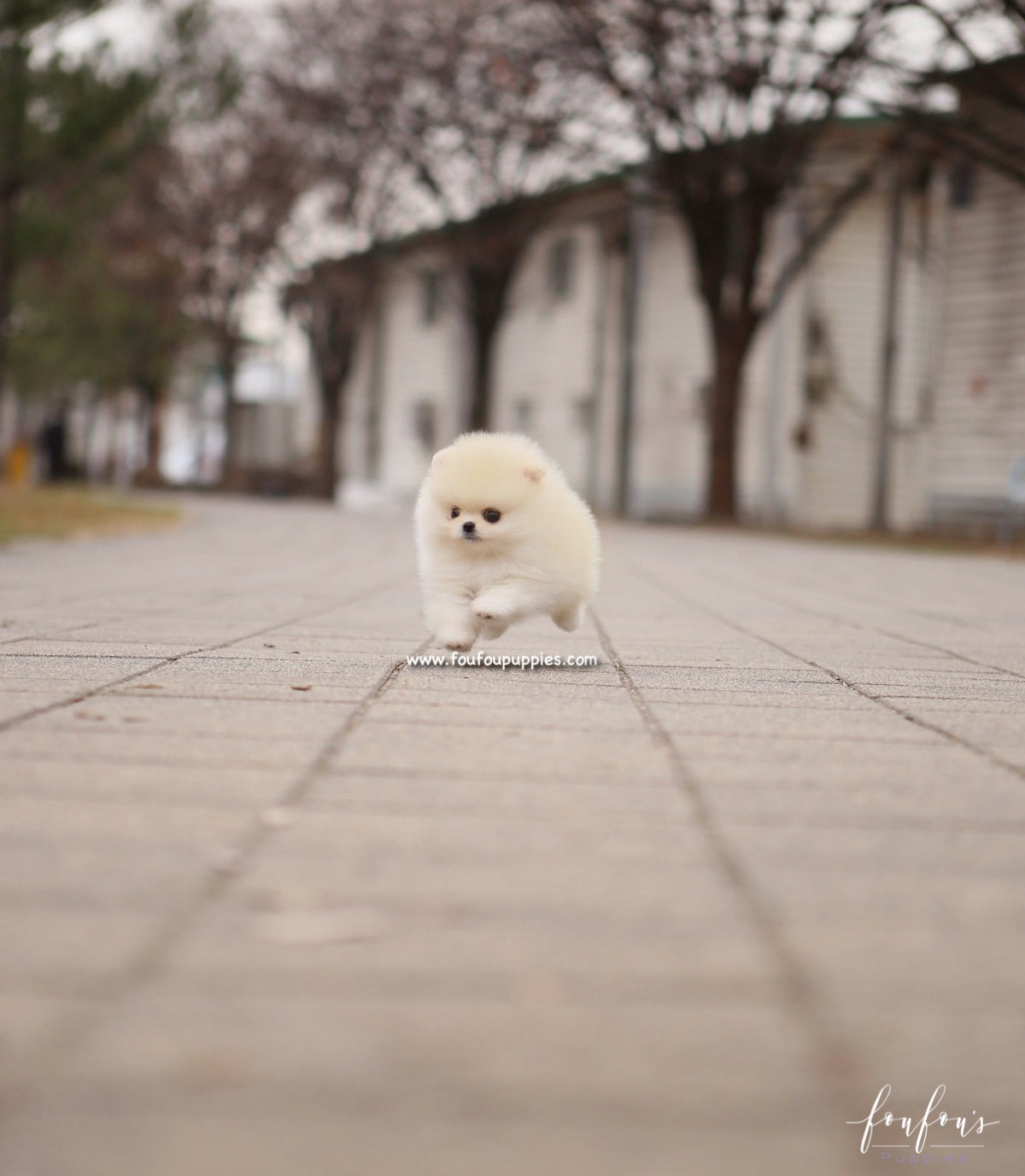 Elsa - Pomeranian F.