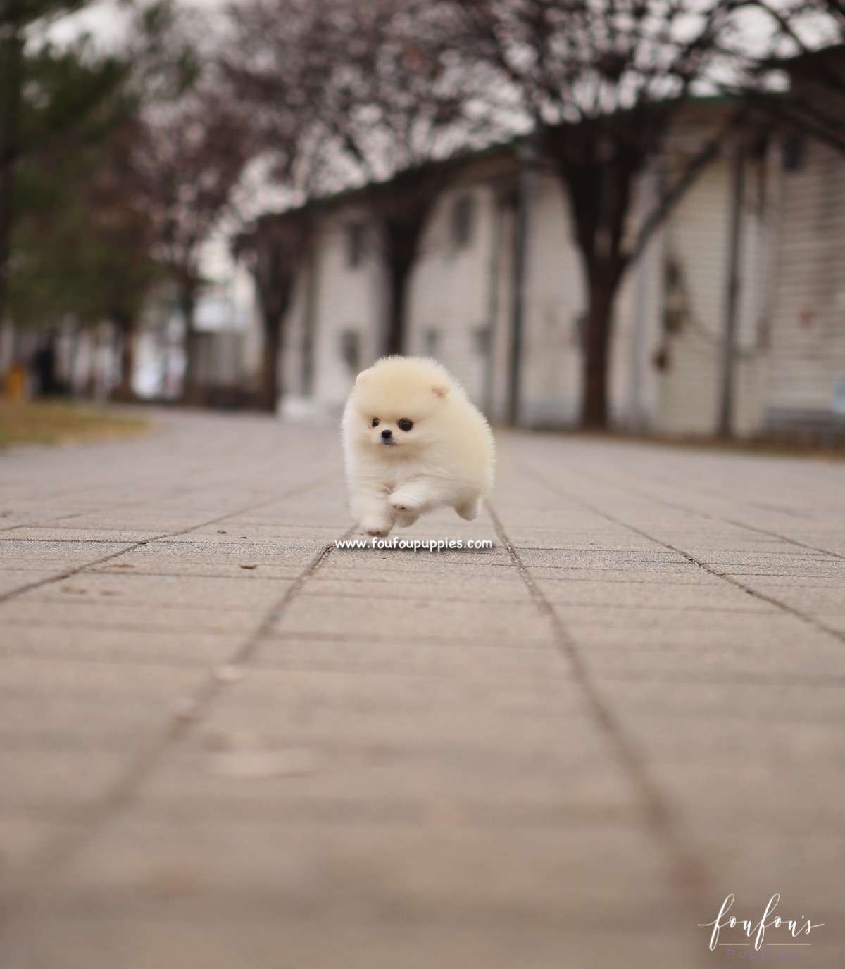 Elsa - Pomeranian F.