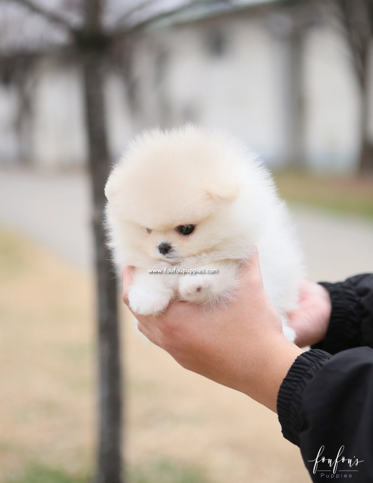 Elsa - Pomeranian F.
