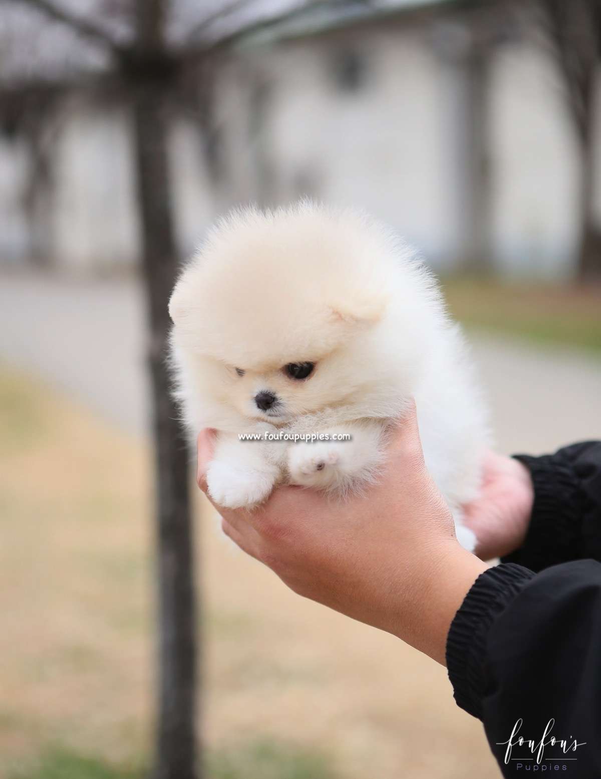 Elsa - Pomeranian F.