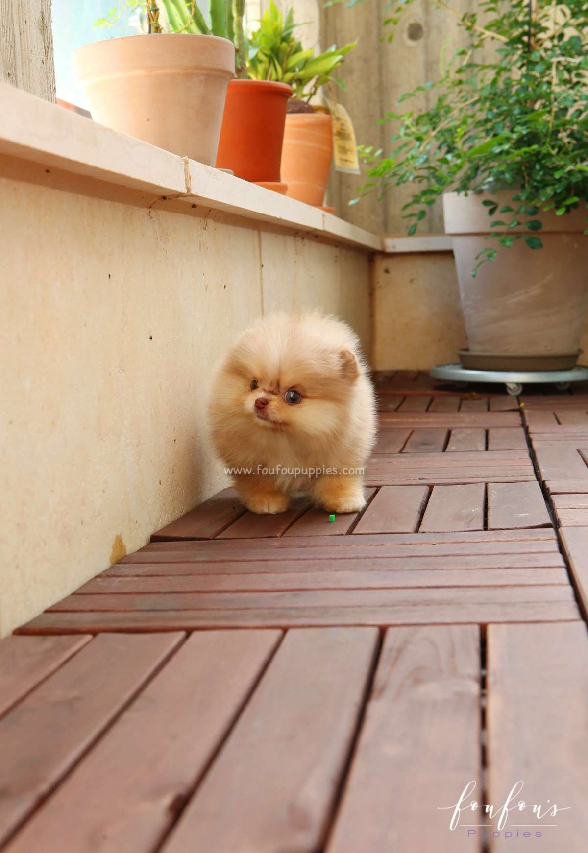 Mulan - Pomeranian F.