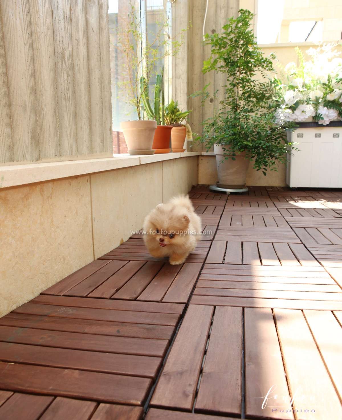 Mulan - Pomeranian F.