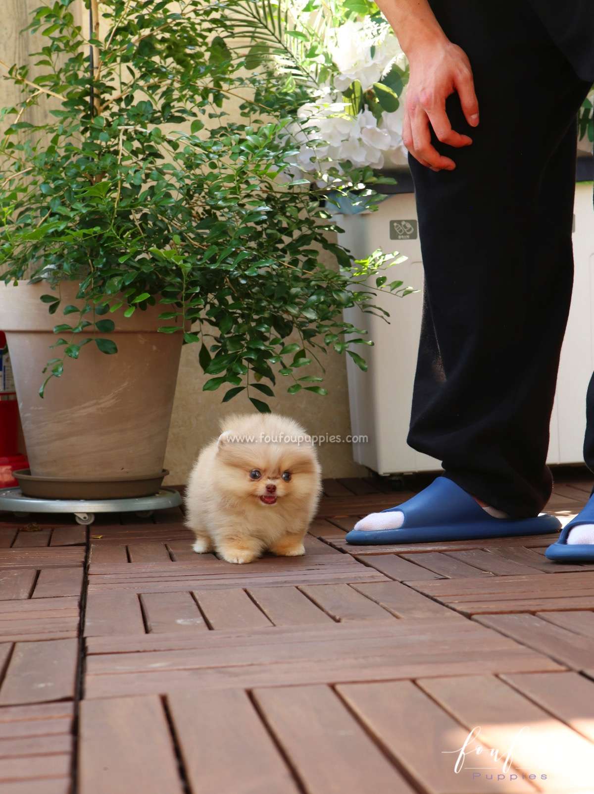 Mulan - Pomeranian F.
