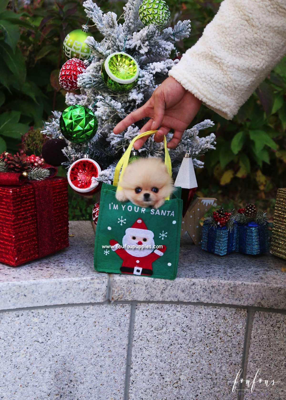 Chia - Pomeranian F.