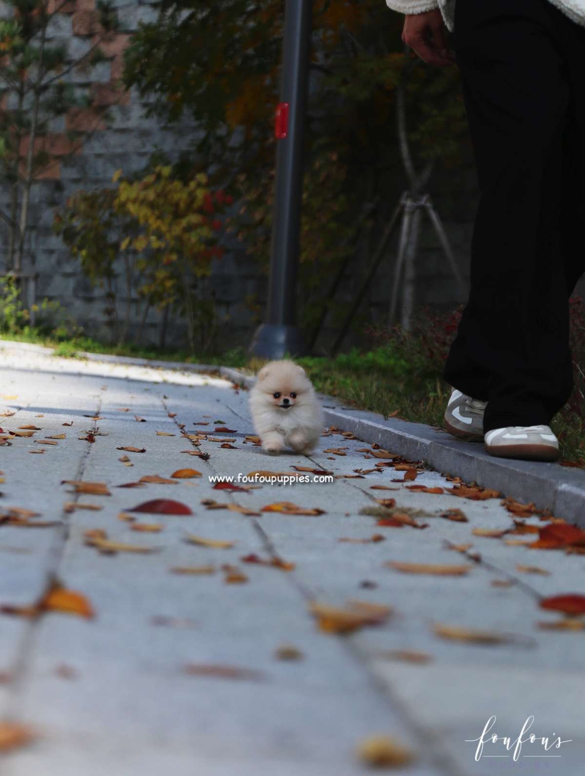 Chia - Pomeranian F.