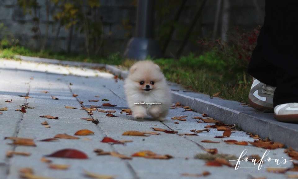 Chia - Pomeranian F.