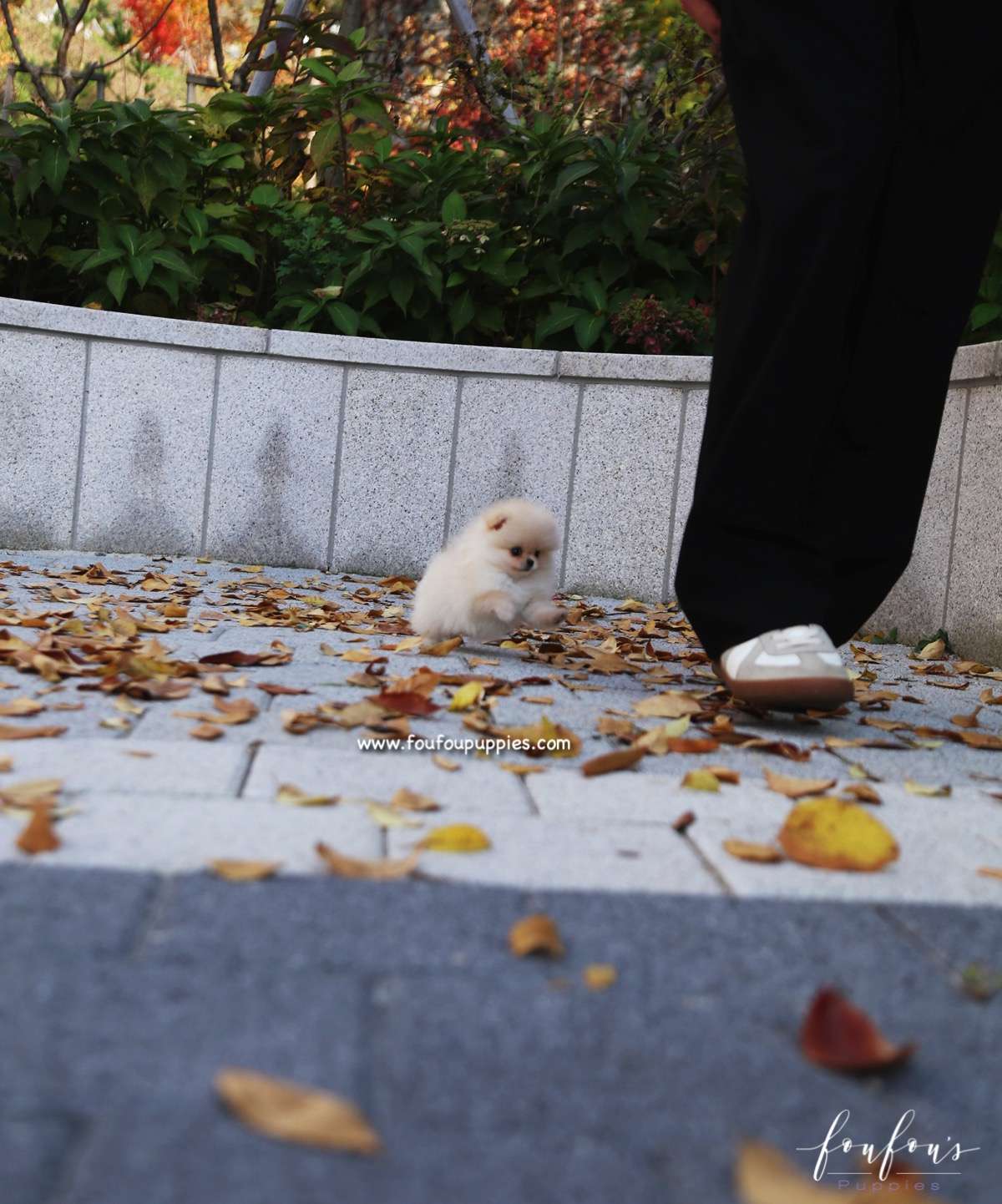 Chia - Pomeranian F.