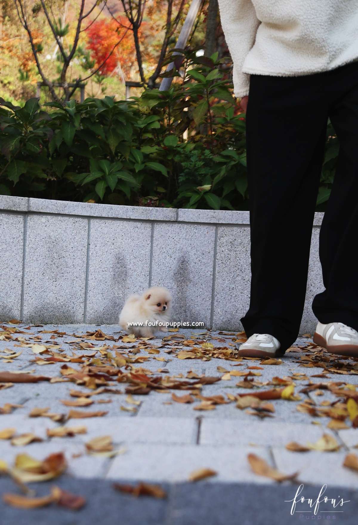 Chia - Pomeranian F.
