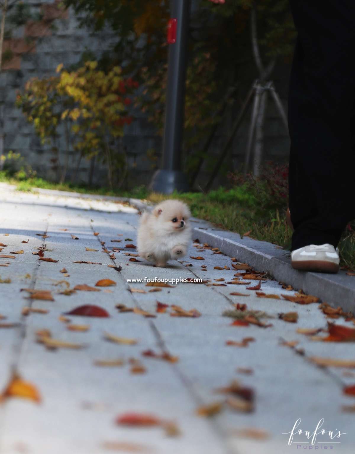 Chia - Pomeranian F.