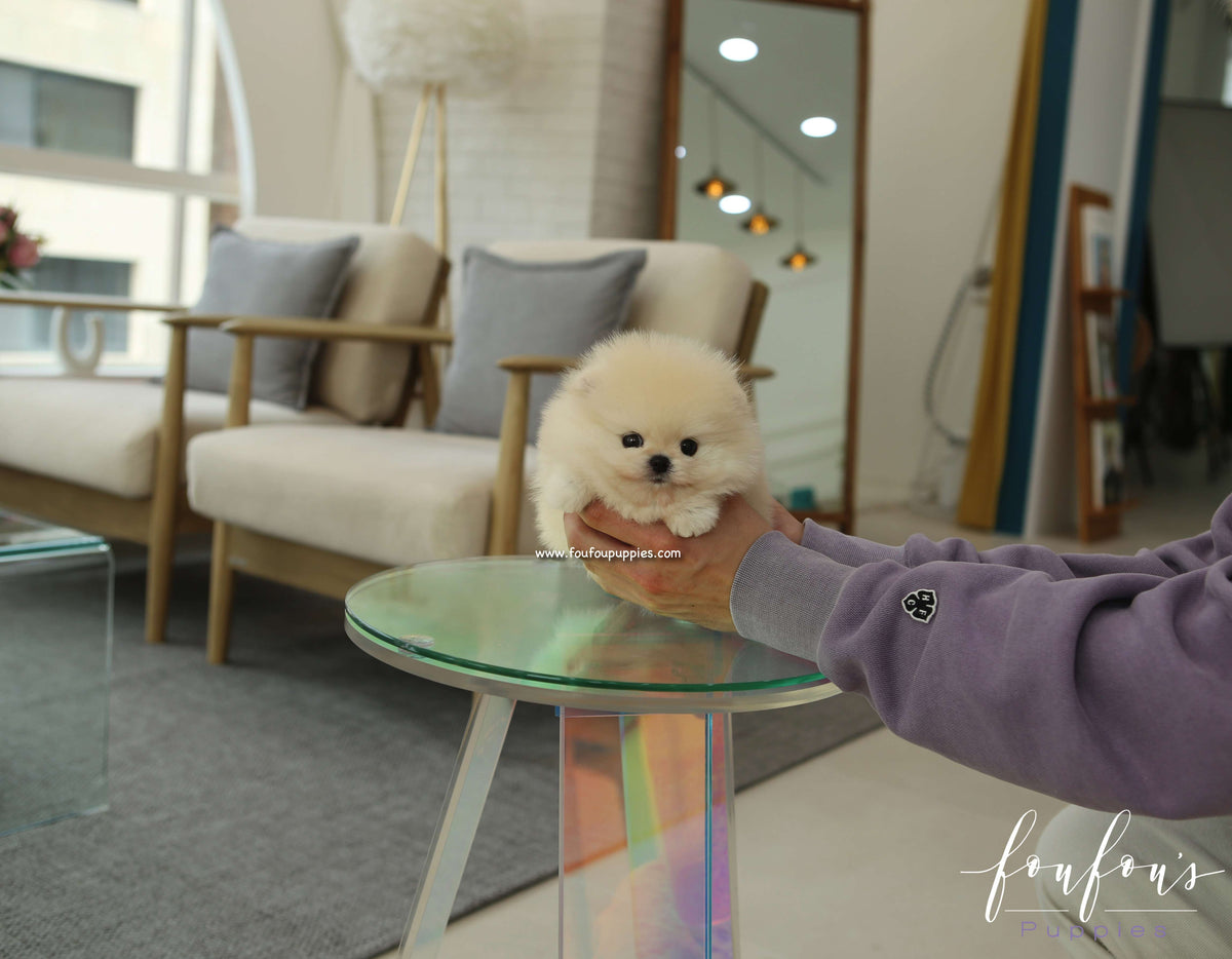 Crème Carmèl - Pomeranian F.