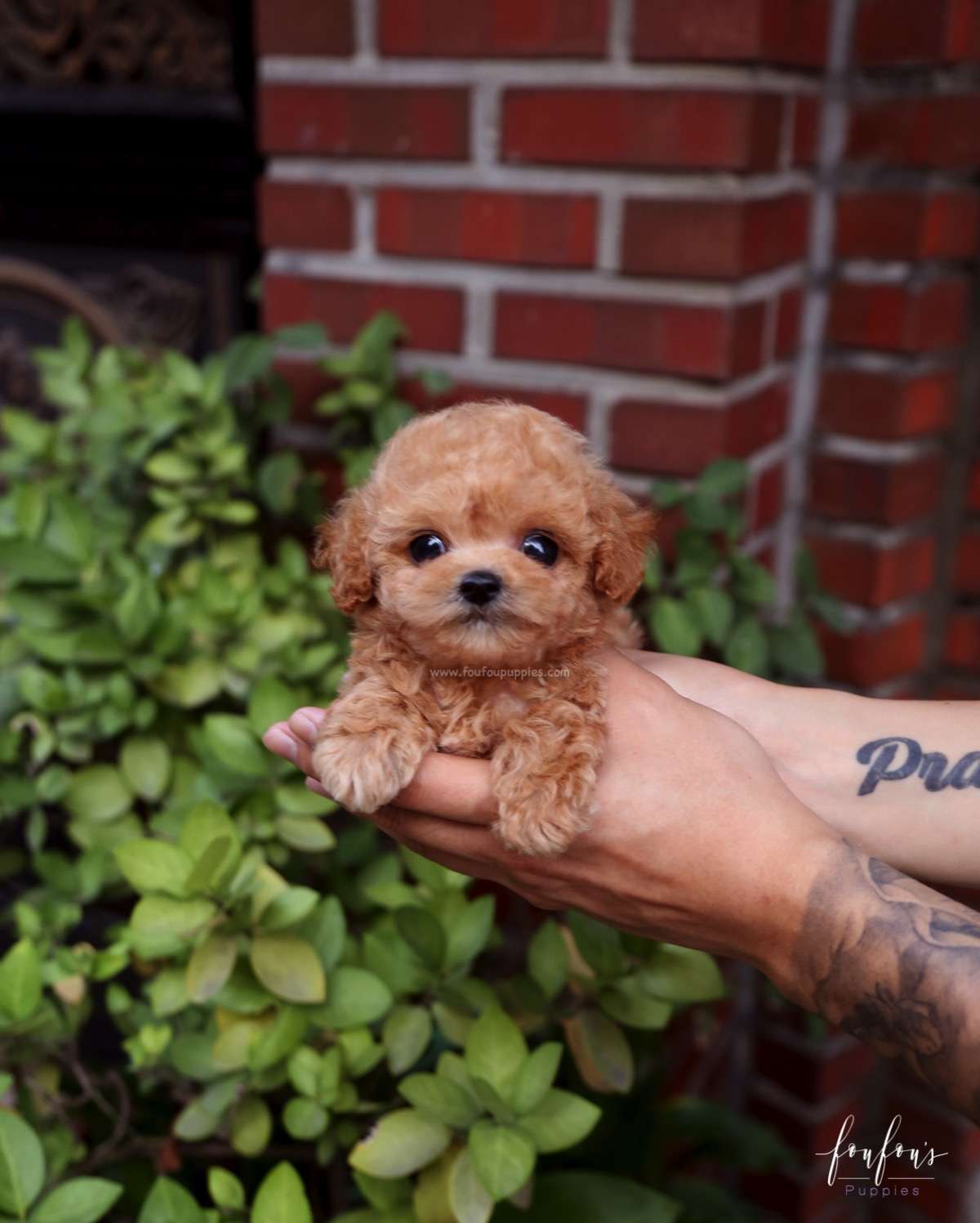 RiRi - Poodle F.