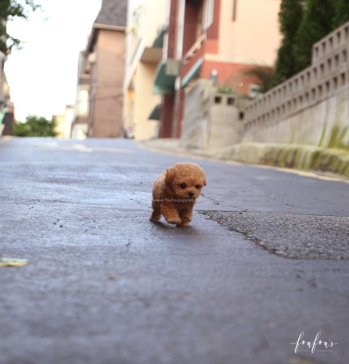 RiRi - Poodle F.