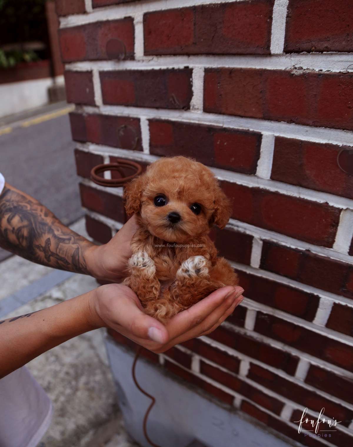 RiRi - Poodle F.
