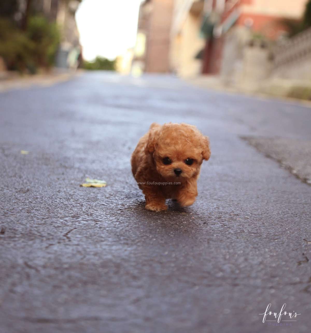 RiRi - Poodle F.