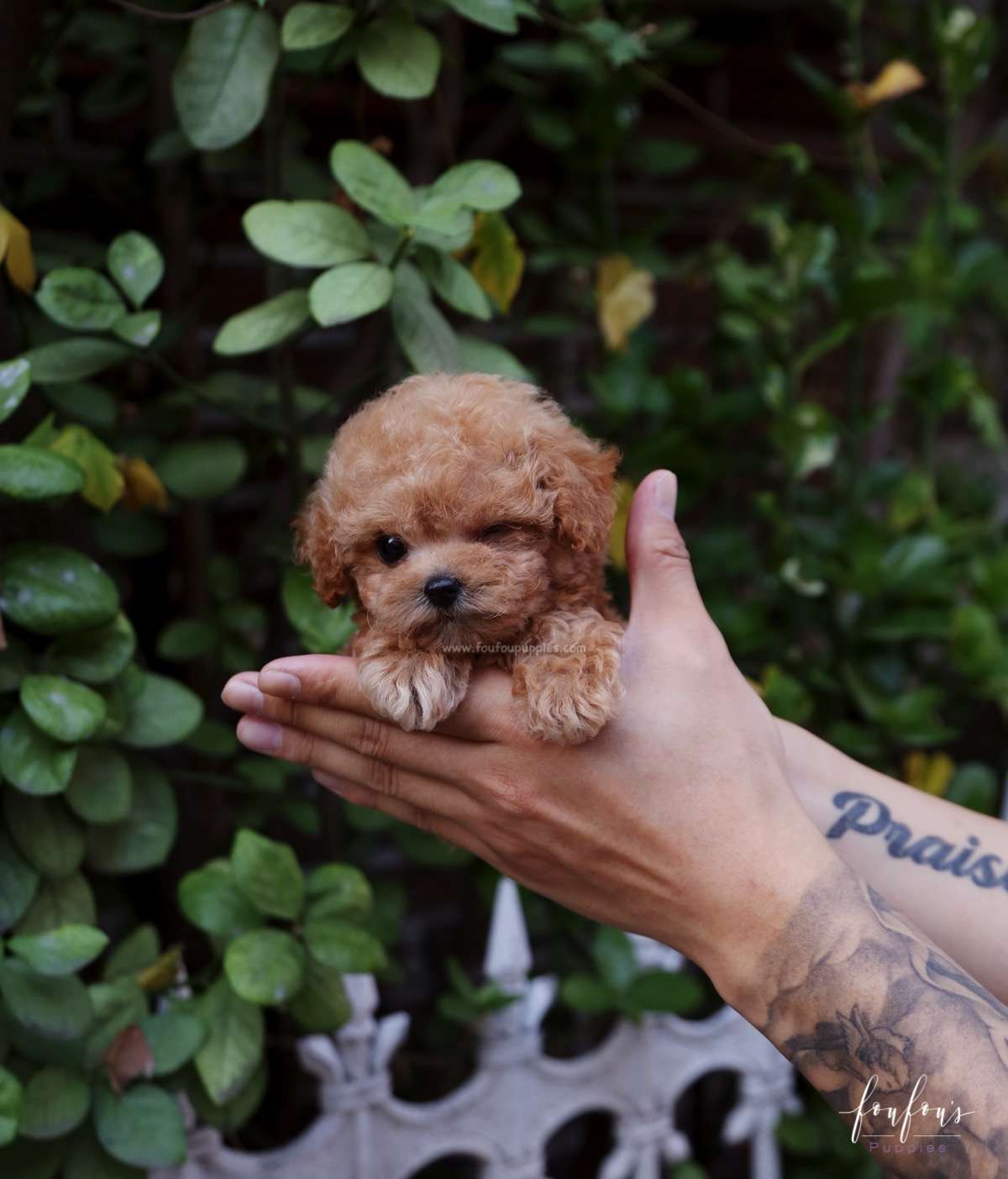 RiRi - Poodle F.