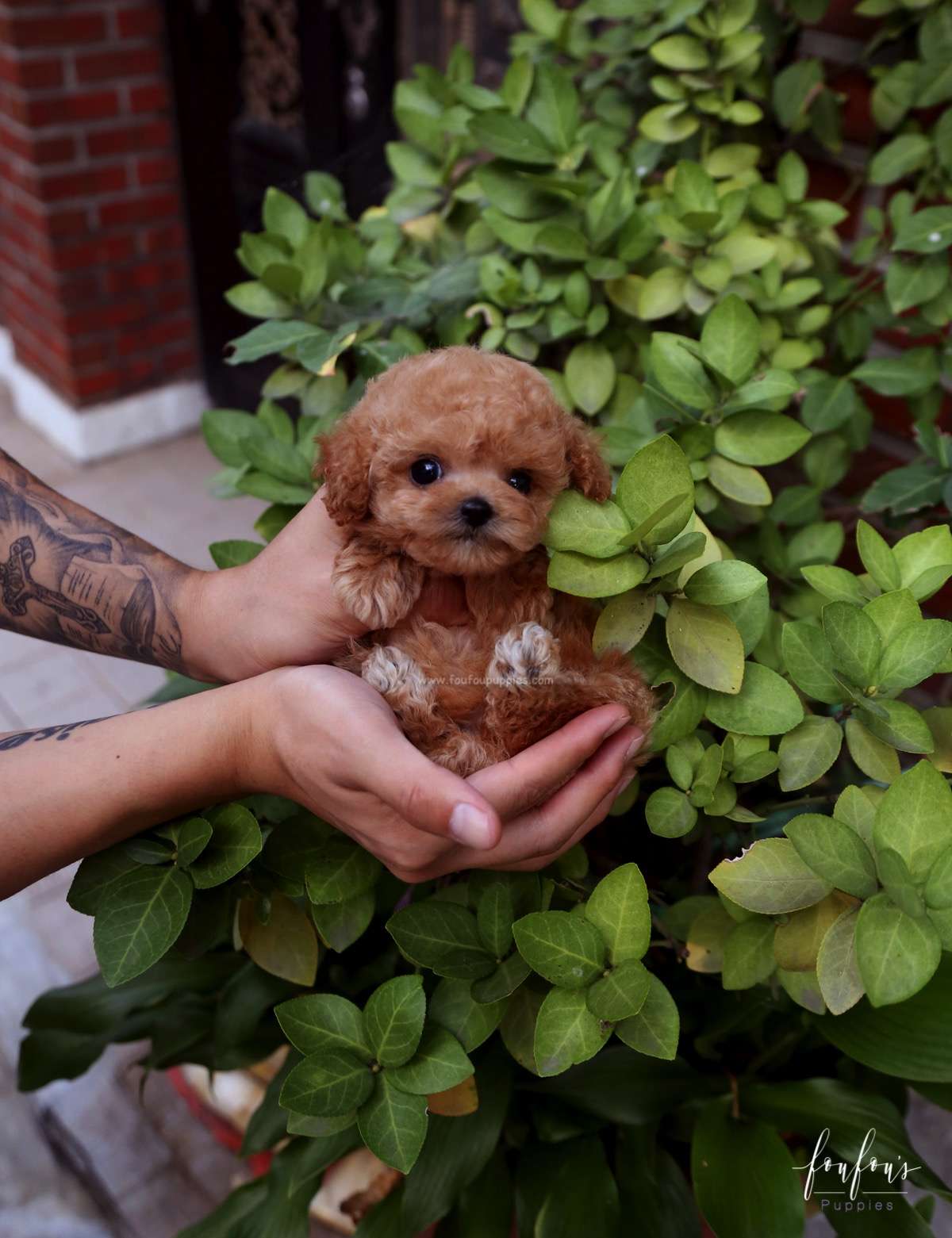 RiRi - Poodle F.