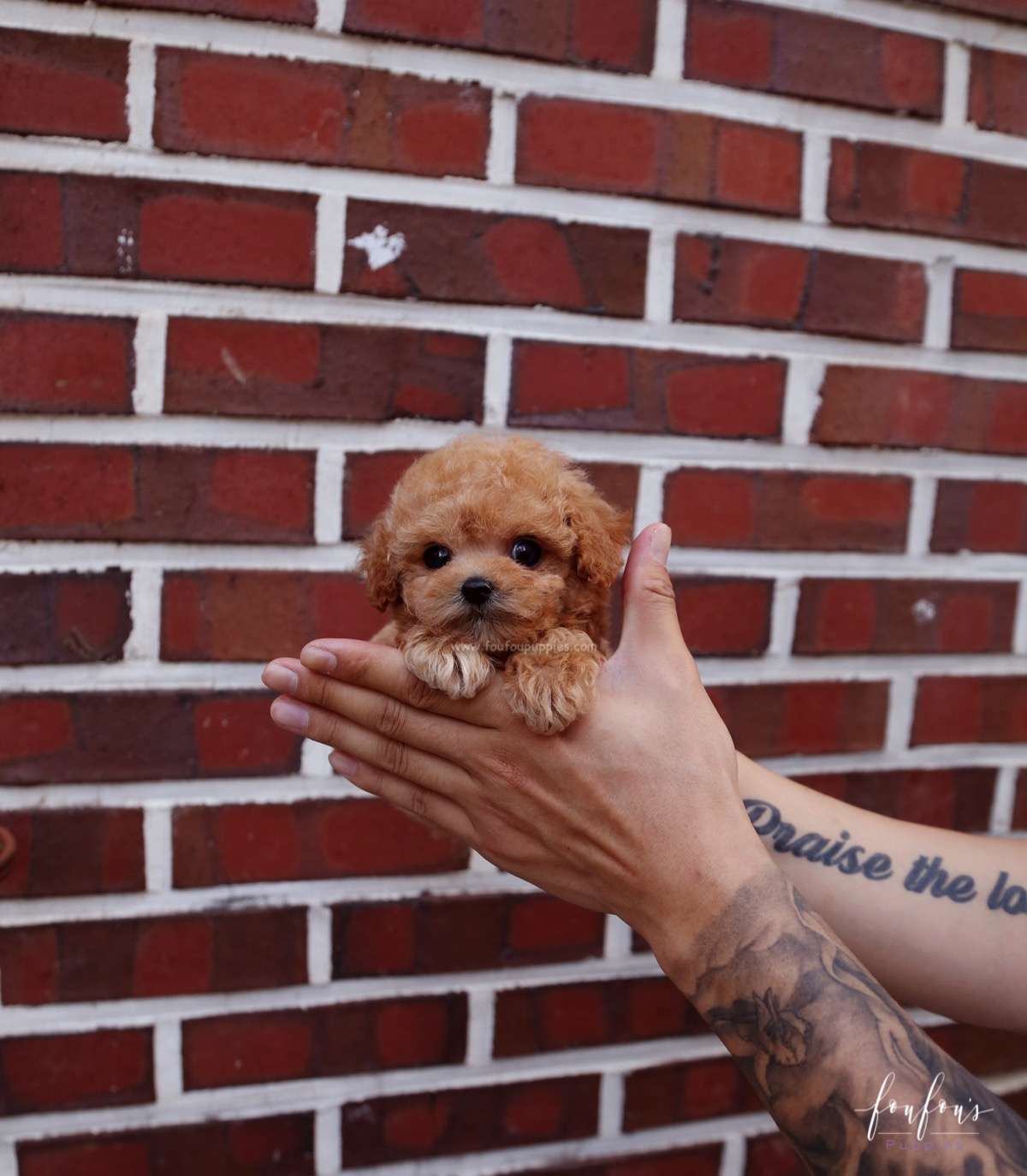 RiRi - Poodle F.