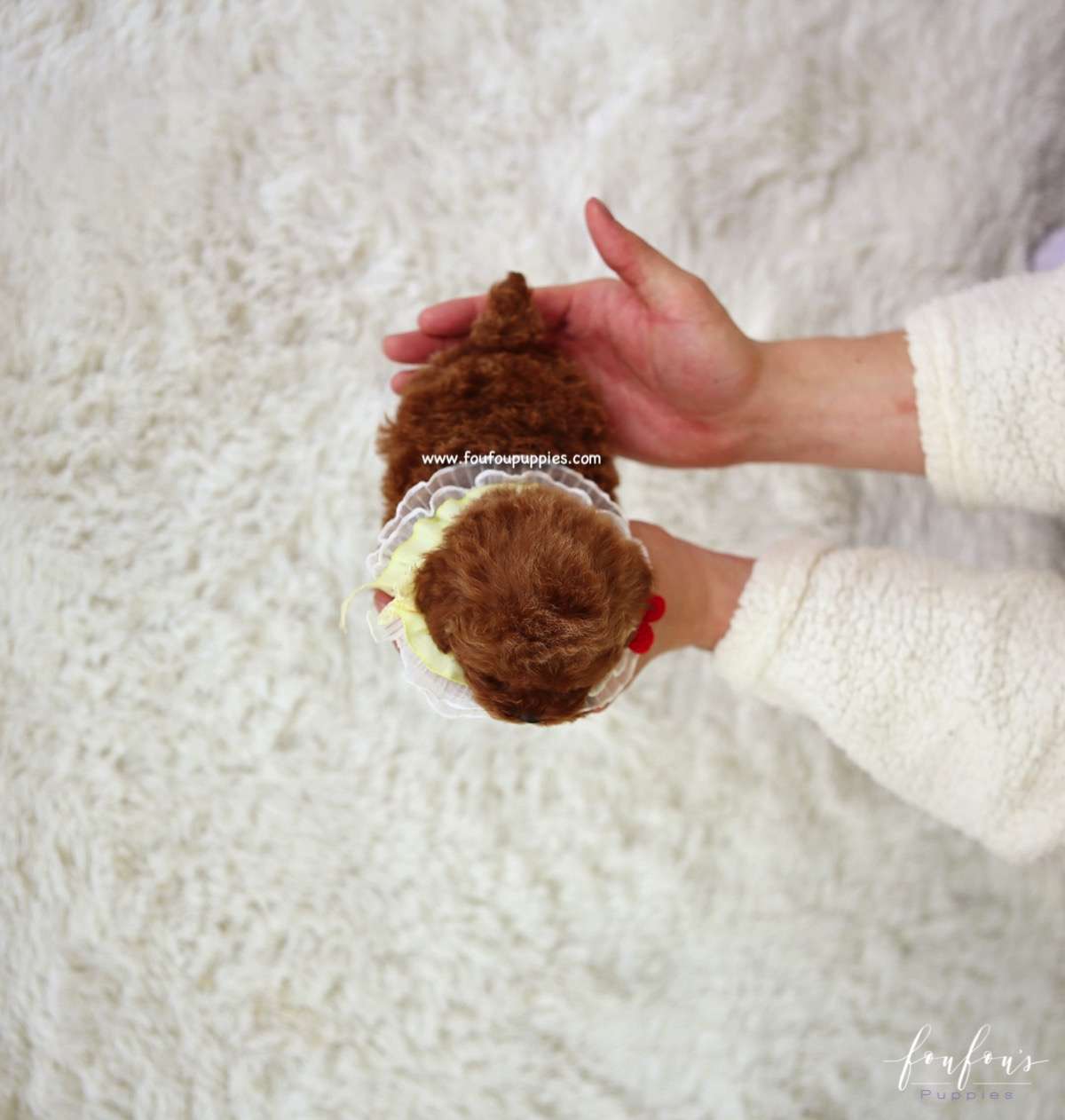 Laurent - Poodle M.