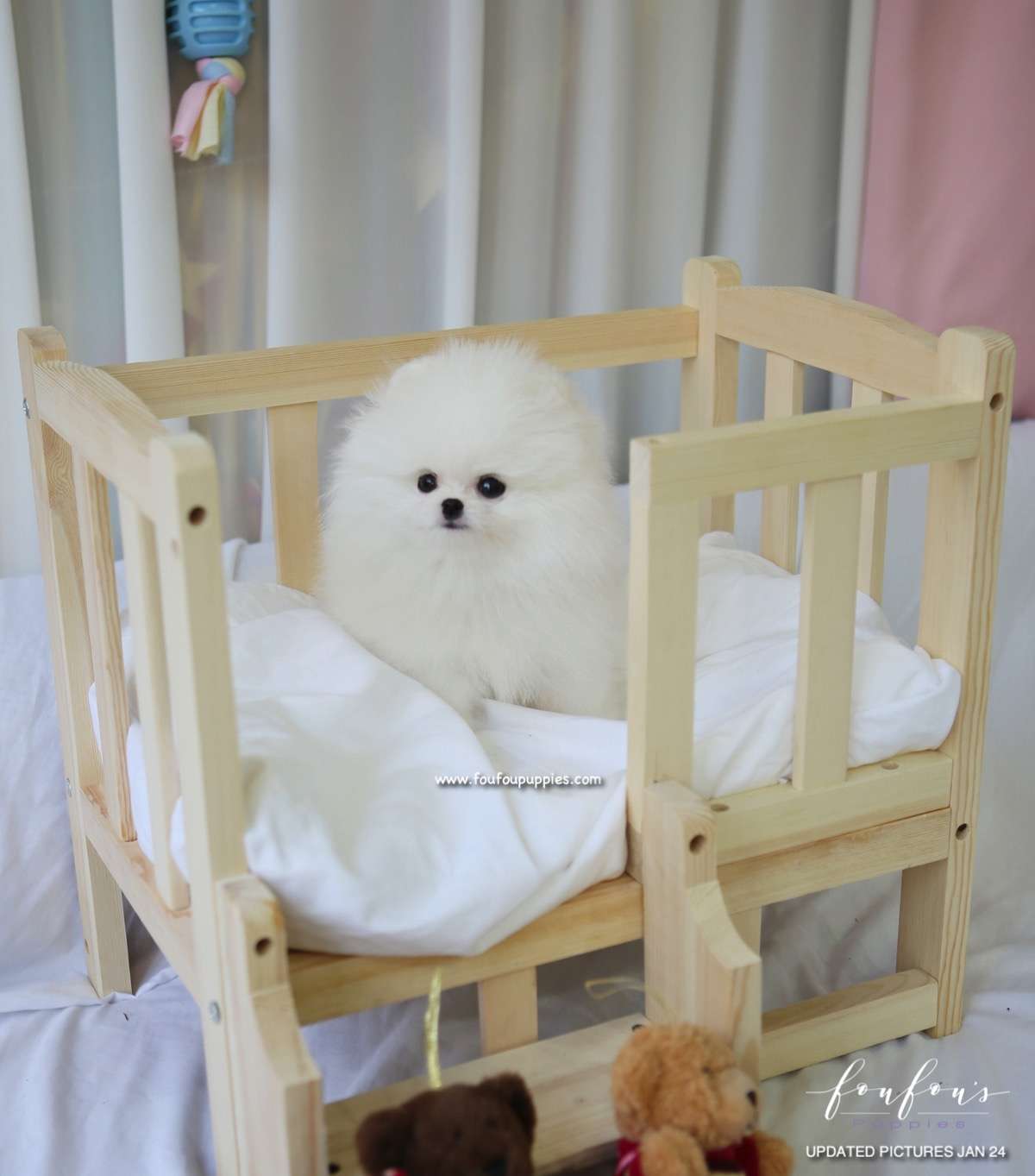Duke - Pomeranian M.