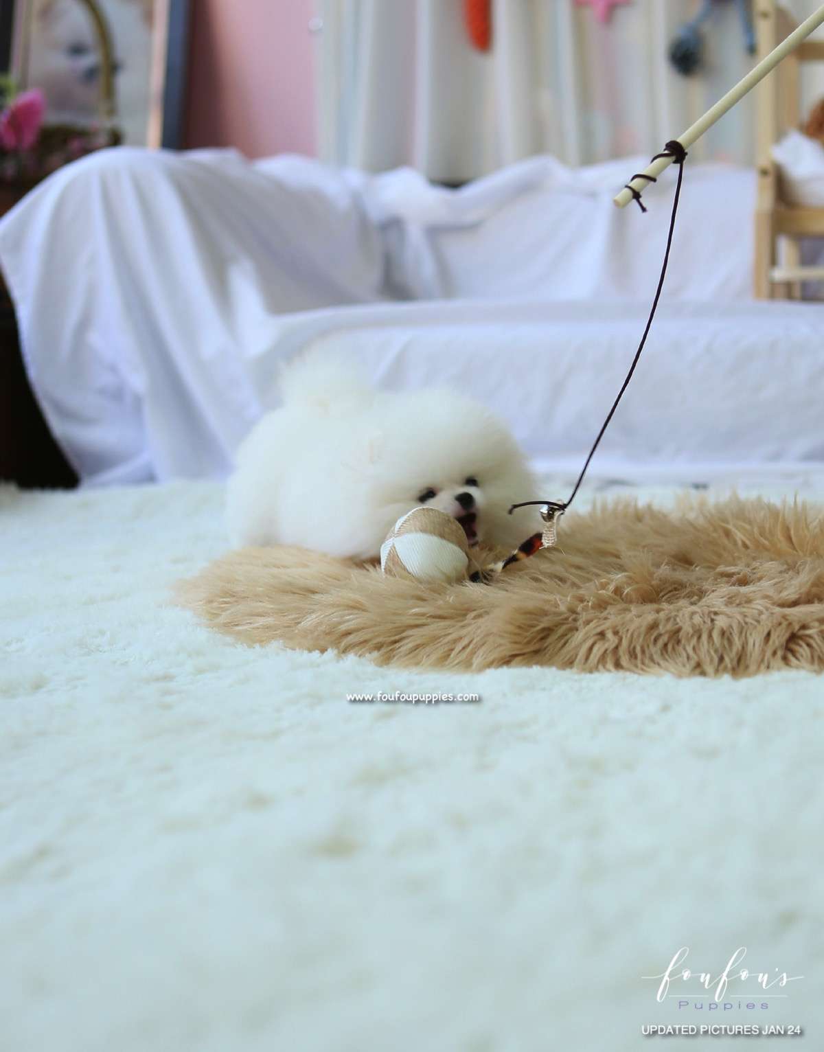 Duke - Pomeranian M.