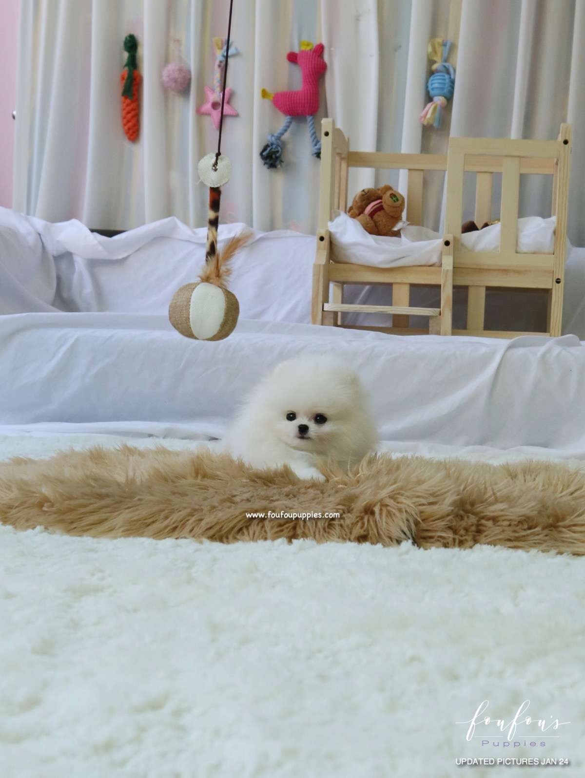 Duke - Pomeranian M.