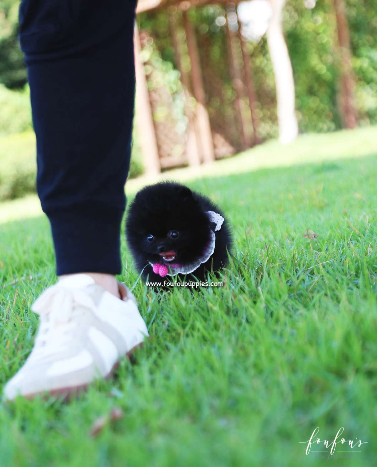 Gigi - Pomeranian F.