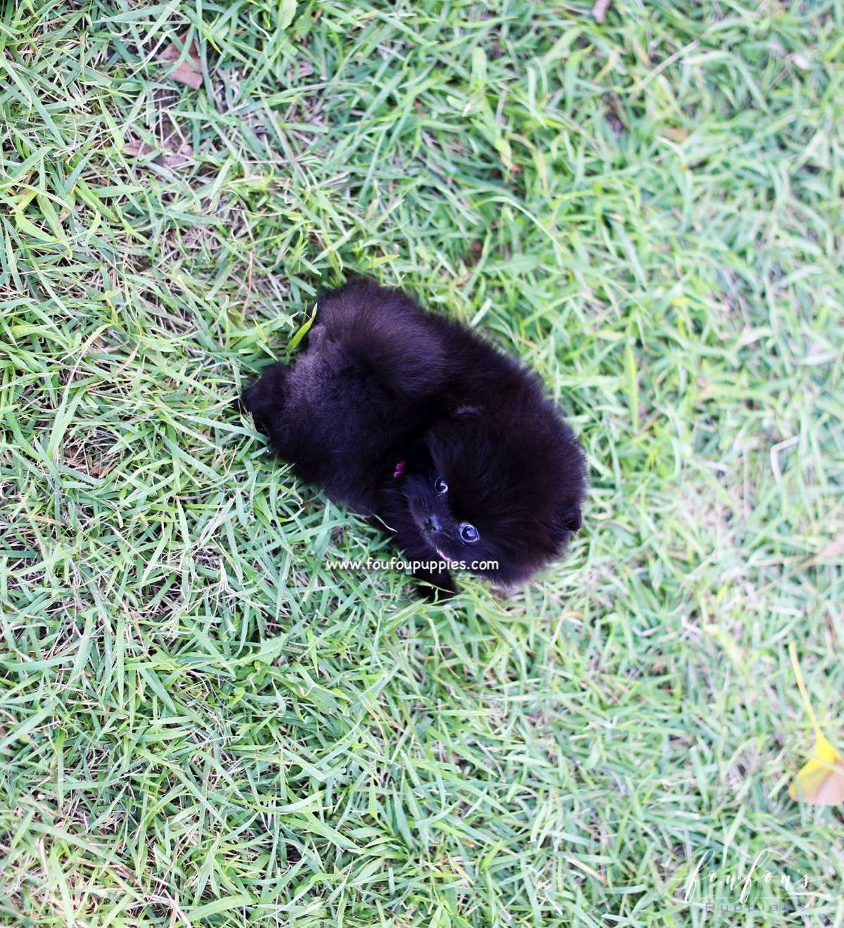 Gigi - Pomeranian F.